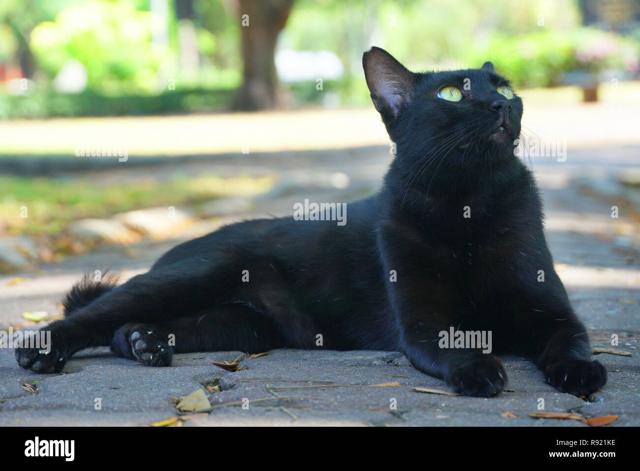 Gatto nero sedersi sulla terra e guardare in alto Foto Stock