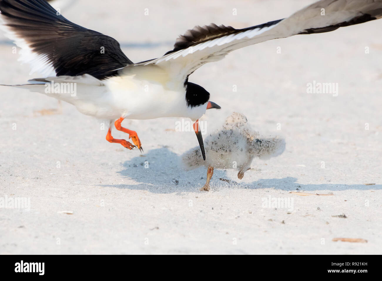 Adulto skimmer nero molesto nero pulcino skimmer Foto Stock