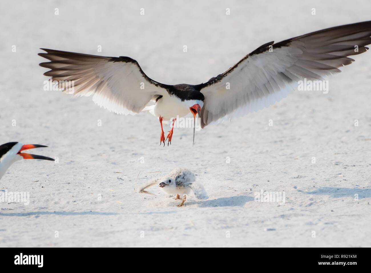Adulto skimmer nero molesto nero pulcino skimmer Foto Stock