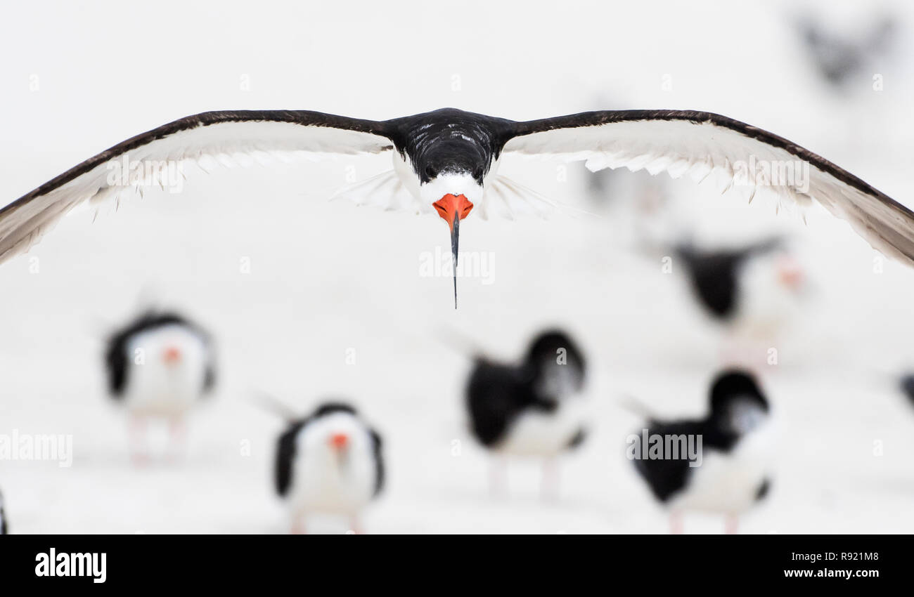 Adulto skimmer nero attorno alla terra in habitat di spiaggia Foto Stock
