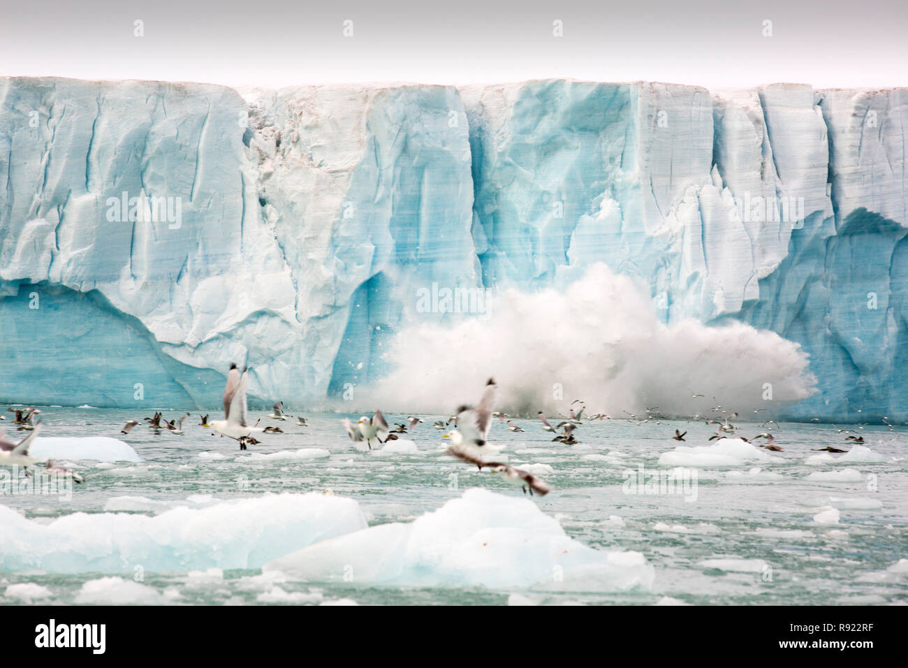 Zampe nere Kittiwake (Rissa tridactyla) e Northern Fulmar (Fulmarus glacialis) fuggire da un grande parto di ghiaccio del volto di un ghiacciaio nel Nord Svalbard nell'Artico alta. Foto Stock