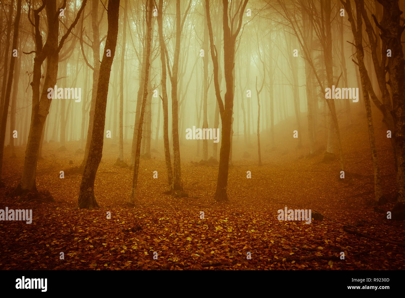 Spooky foresta nel parco nazionale delle foreste casentinesi Foto Stock