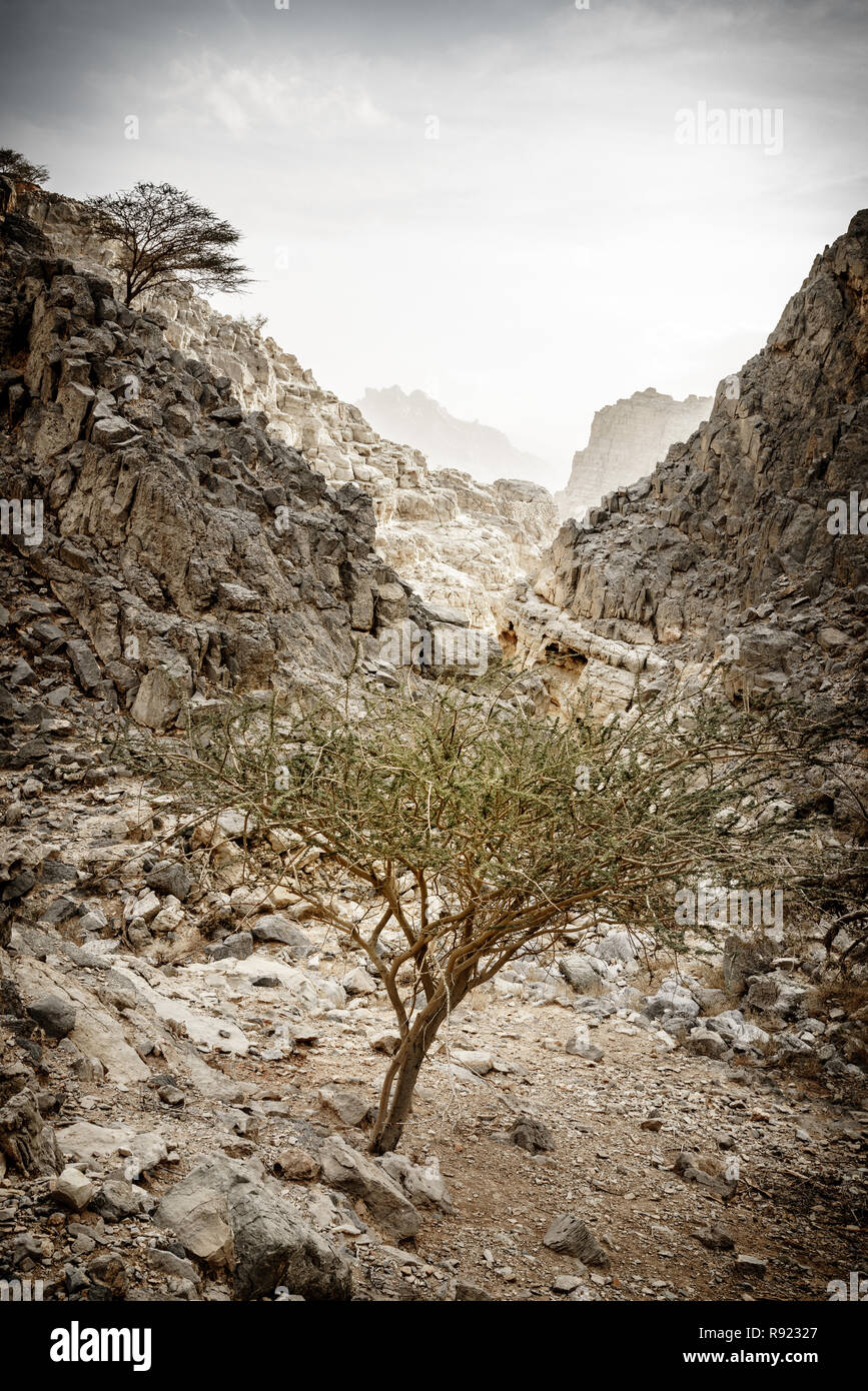 Piccolo wadi in montagne Hajar a Ras Al Khaimah,EMIRATI ARABI UNITI Foto Stock
