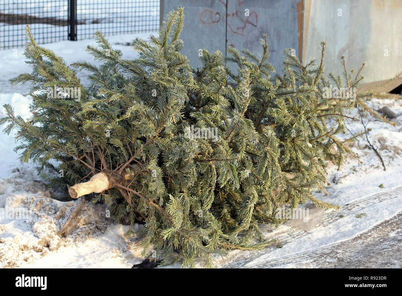 Un albero di Natale è stato scartato a bottle bank Foto Stock