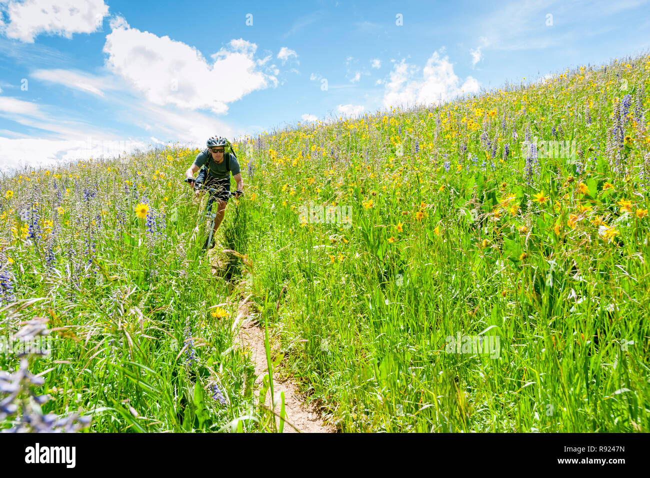 Vista di un avventuroso mountain biker cavalcando attraverso un prato con dei fiori selvatici, Crested Butte, Colorado, STATI UNITI D'AMERICA Foto Stock