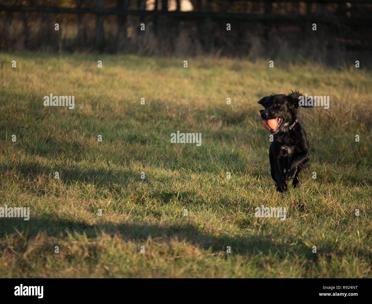 Cocker Spaniel Puppy bitch giocando in un campo Foto Stock