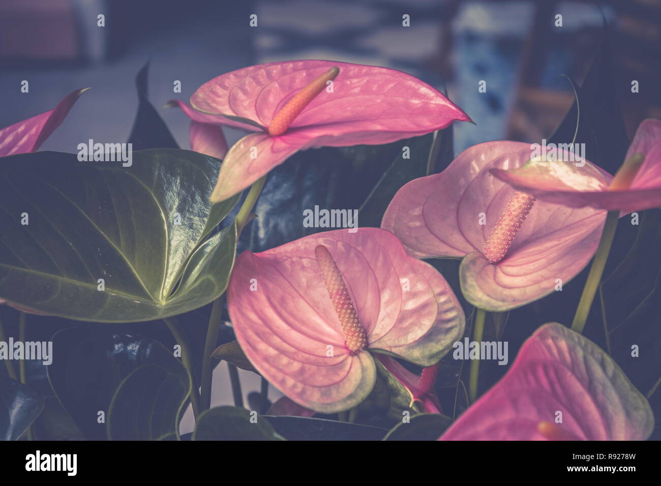 Chiudere l immagine del fenicottero rosa gigli (Anthurium sonate) Foto Stock