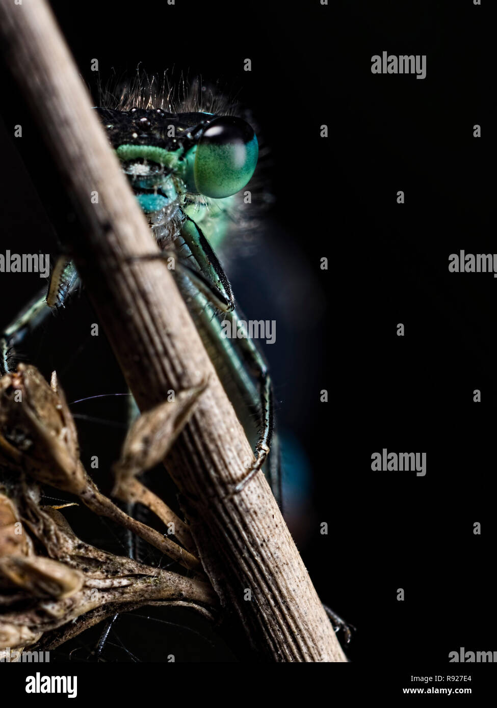 Dal buio. Un Blu-tailed Damselfly (Ischnura elegans) che figurano al di fuori del buio Foto Stock