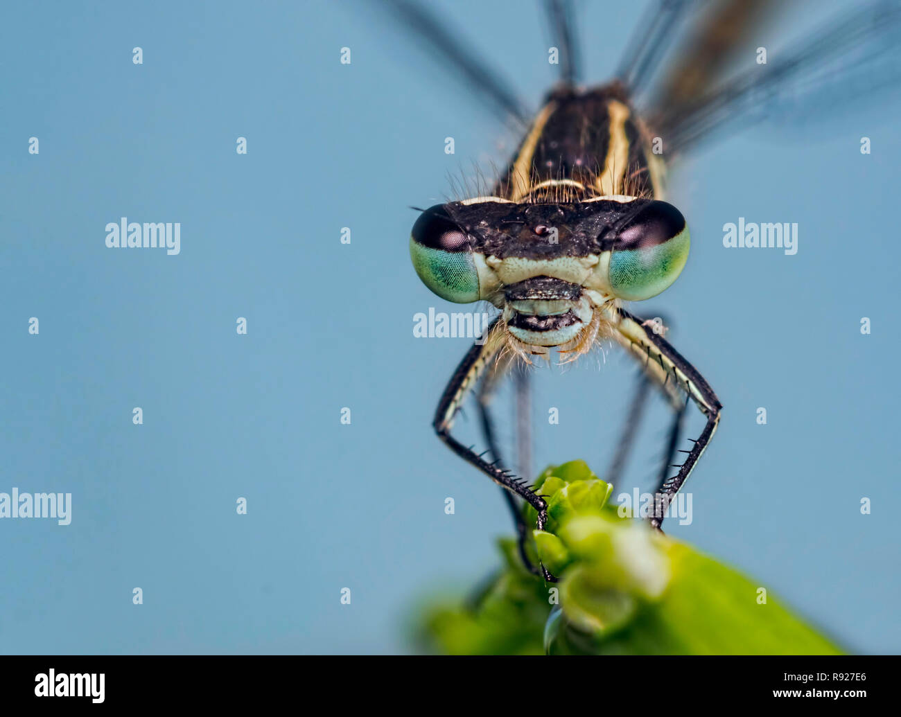 Damselfly blu Foto Stock