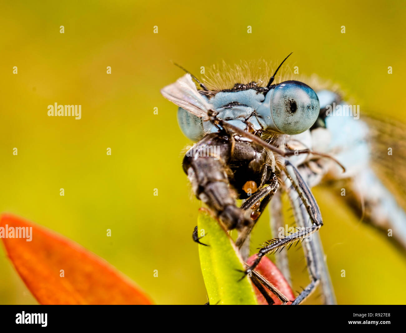 Chomper. Un comune Damselfly blu (Enallagma cyathigerum) avente la sua cena Foto Stock