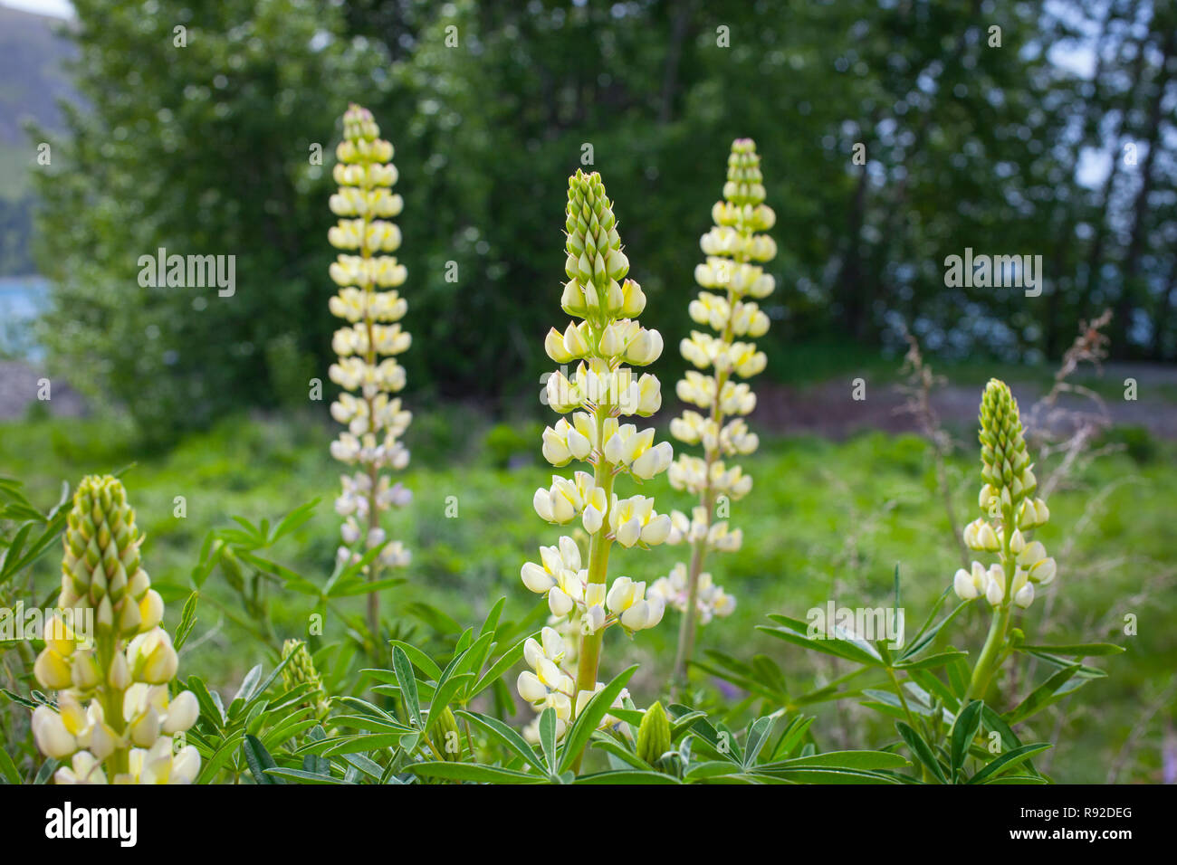 La Scenic MacKenzie, quartiere di South Island, in Nuova Zelanda Foto Stock