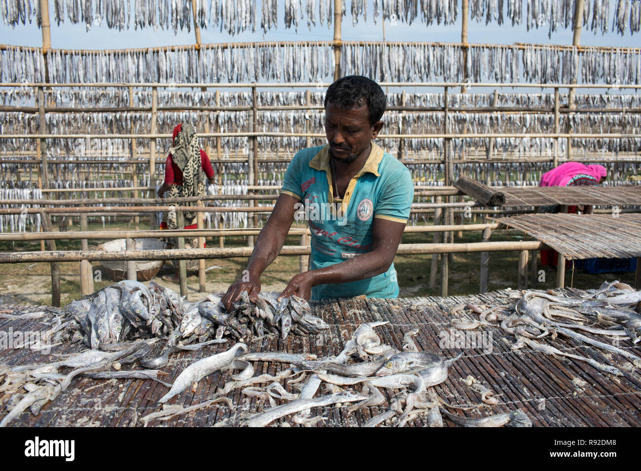 Lavoratori la lavorazione del pesce per essere essiccato a Nazirartek pesce secco impianto In Cox bazar, Bangladesh. Foto Stock