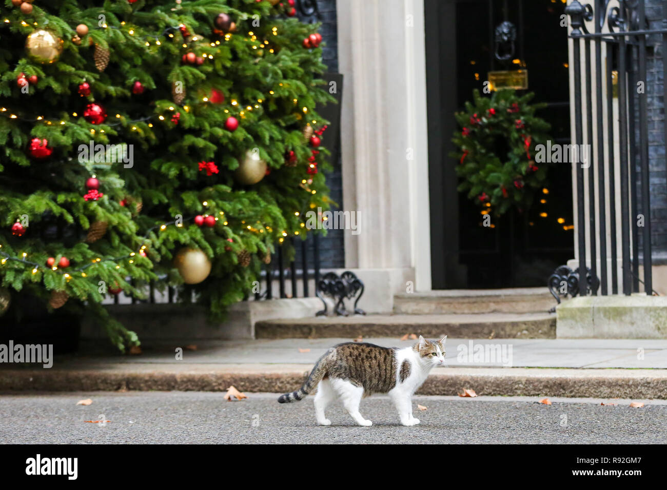 Dicembre 18, 2018 - Londra, Regno Unito - Larry, 10 Downing Street cat e Chief Mouser per l'Ufficio di gabinetto è visto in Downing Street appena prima che i Ministri arrivano settimanale per la riunione di gabinetto. Il Cabinet discuteranno il ''No Deal'' Brexit preparati. (Credito Immagine: © Dinendra Haria/SOPA immagini via ZUMA filo) Foto Stock