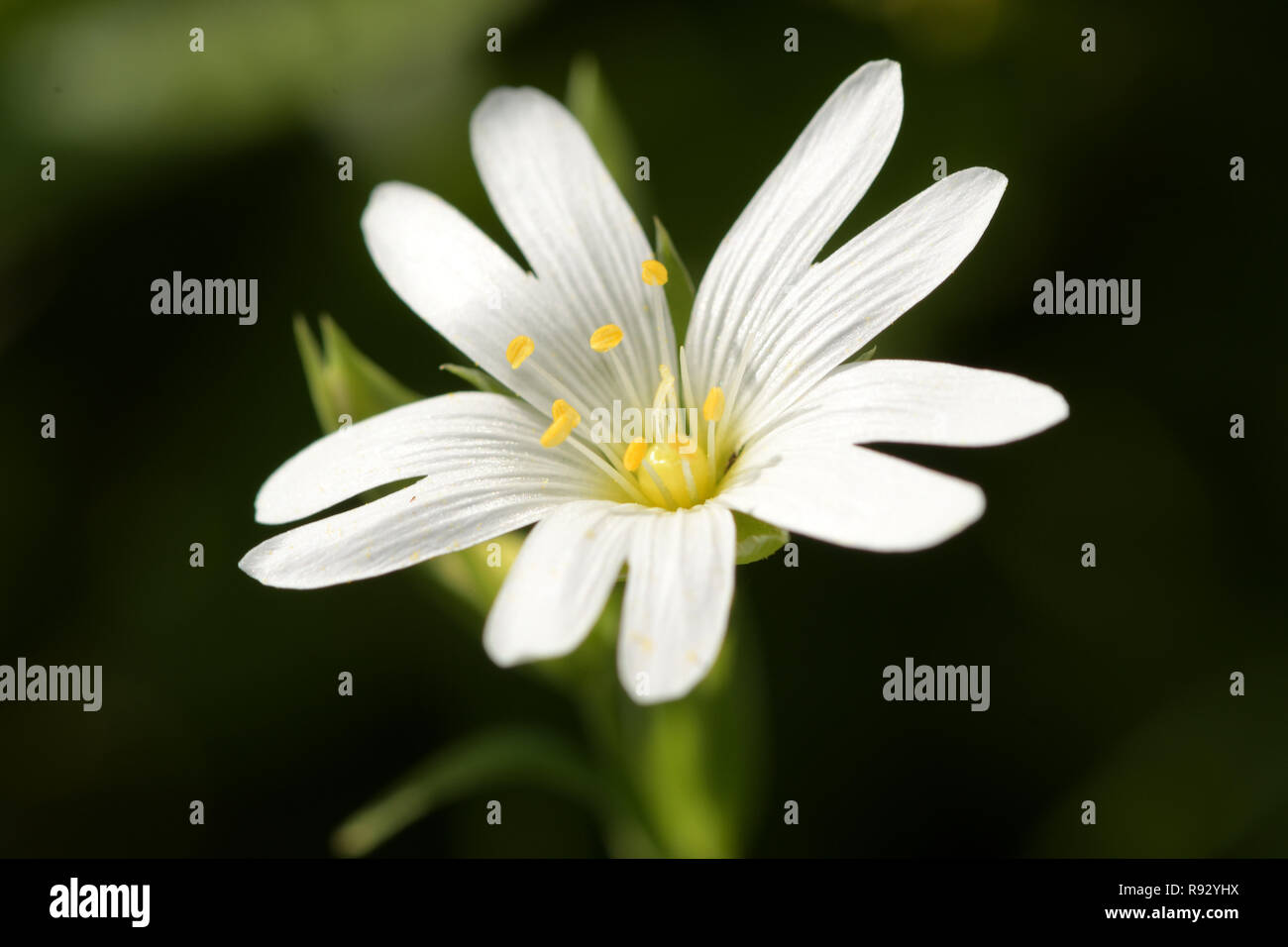 Ripresa macro di un fiore chickweed (stellaria) in fiore Foto Stock