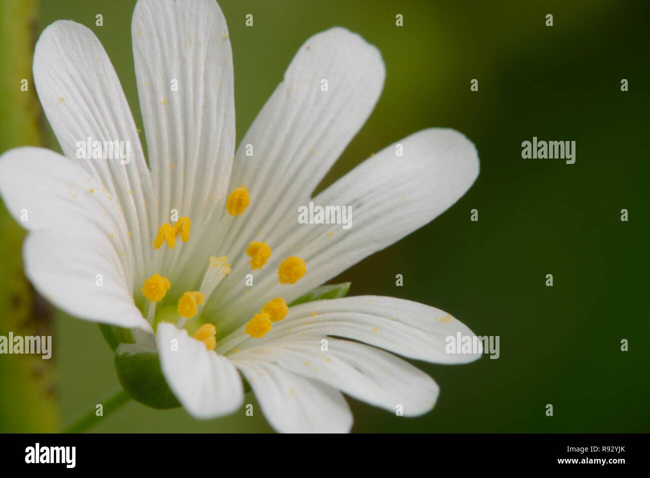 Ripresa macro di un singolo chickweed (Stellaria) fiore in fiore Foto Stock