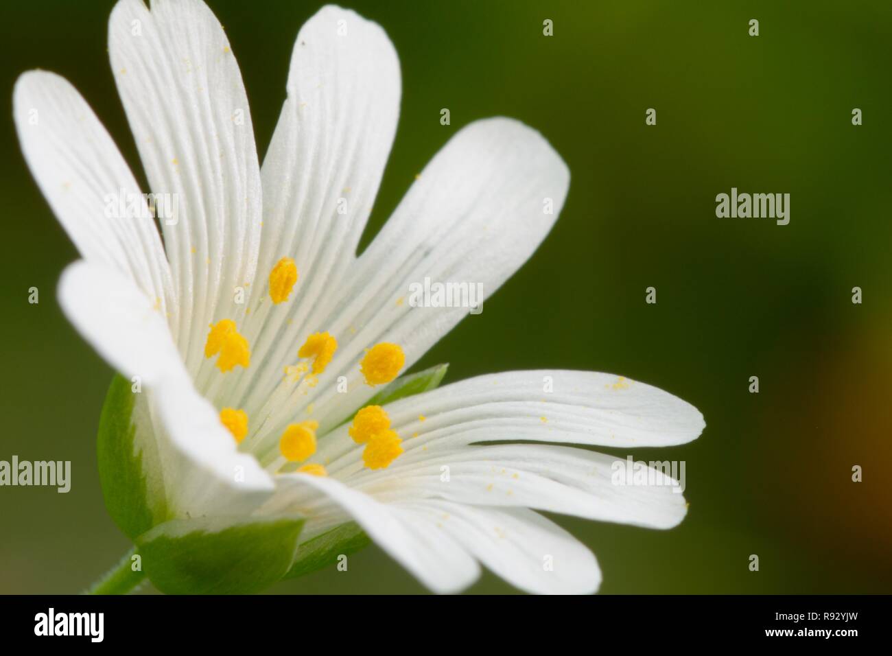 Ripresa macro di un singolo stitchwort (Stellaria) fiore in fiore Foto Stock