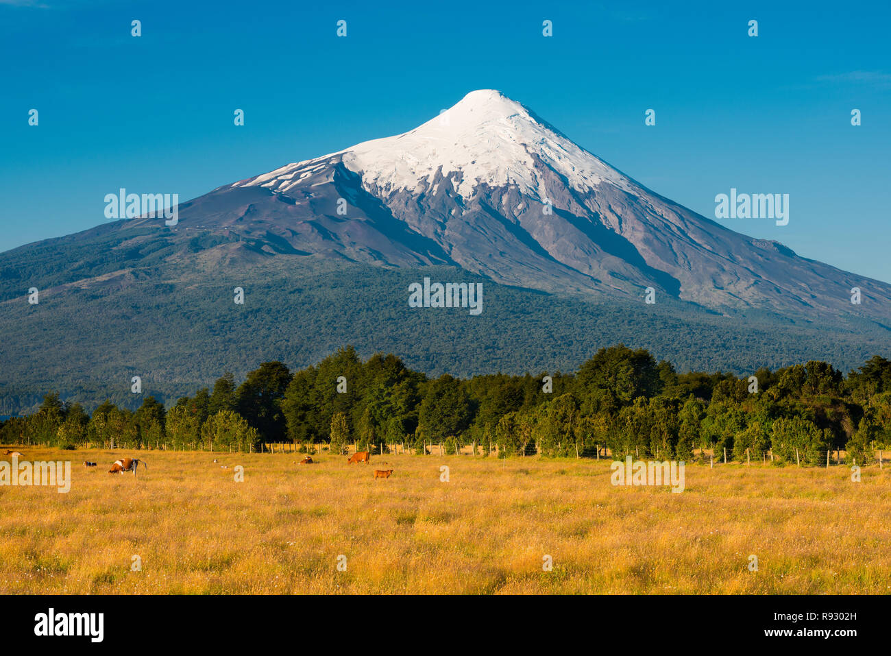 Le aziende agricole con vacche al trasudamento del vulcano Osorno sulle rive del Lago Llanquihue, X Regione de Los Lagos, Cile Foto Stock