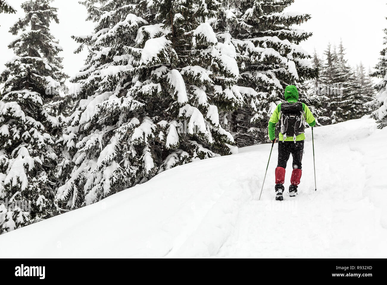 Escursioni invernali in bianco boschi innevati. Uomo che cammina con zaino in inverno boschi. Viaggi e uno stile di vita sano all'aperto nella bella natura. Foto Stock