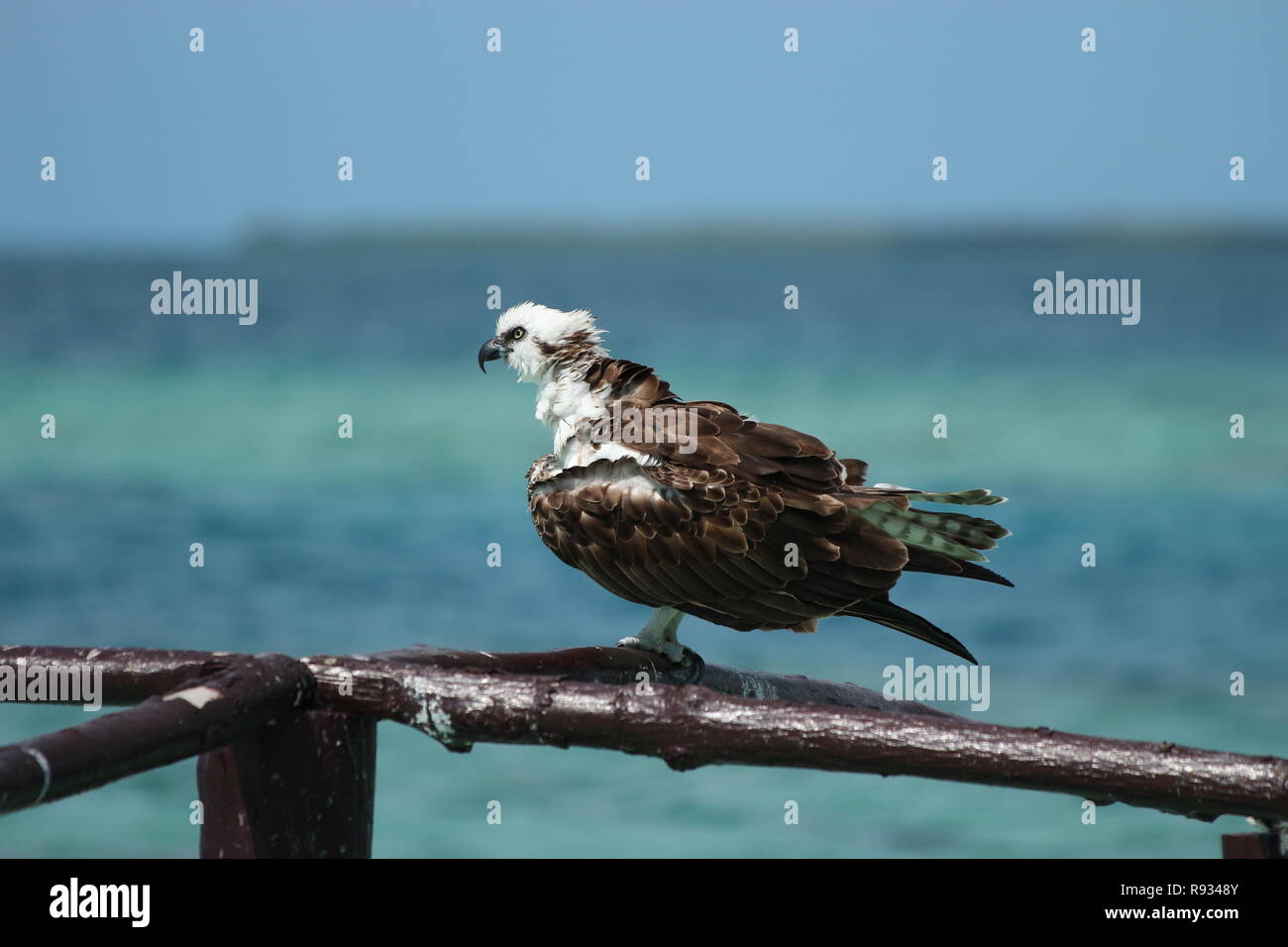 Close-up di un osprey in appoggio su una ringhiera in legno, contro un soft-focus sfondo blu, Caye Caulker, Belize, America Centrale Foto Stock