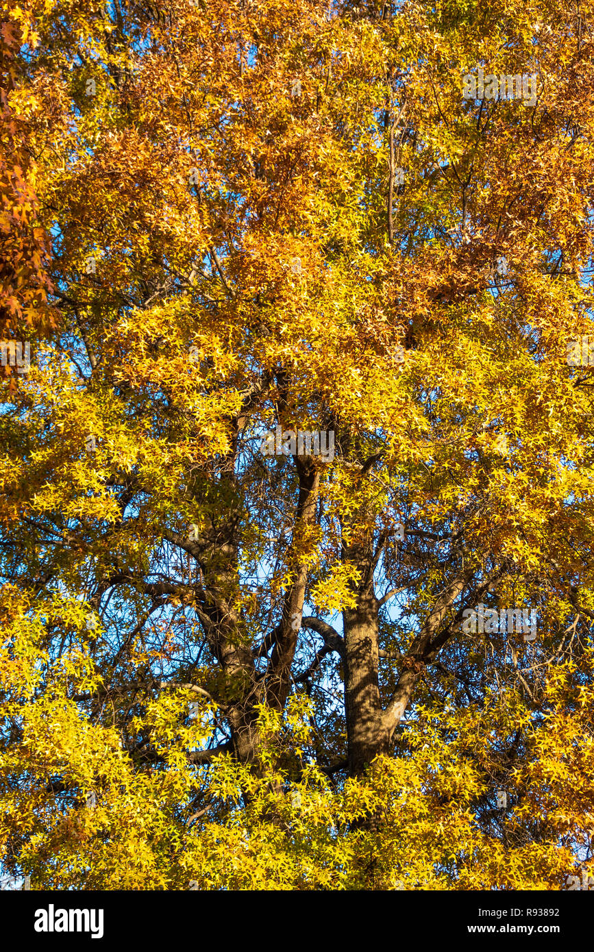 Colori d'autunno foglie su un albero di quercia in Muskogee, Oklahoma. Foto Stock