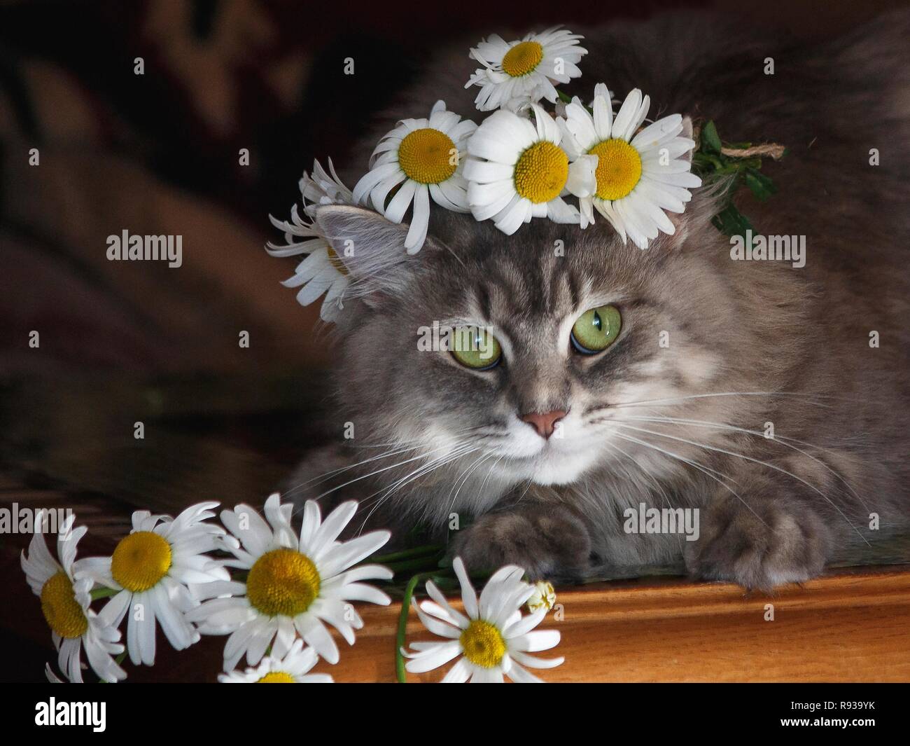 Ritratto di pretty kitty con fiori di colore bianco Foto Stock