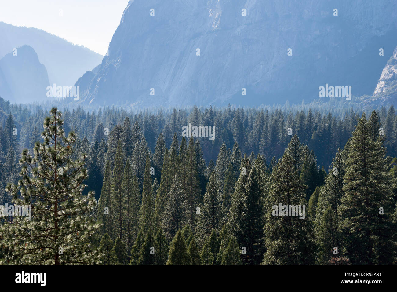 Gli alberi della foresta di valle di Yosemite, Parco Nazionale Foto Stock