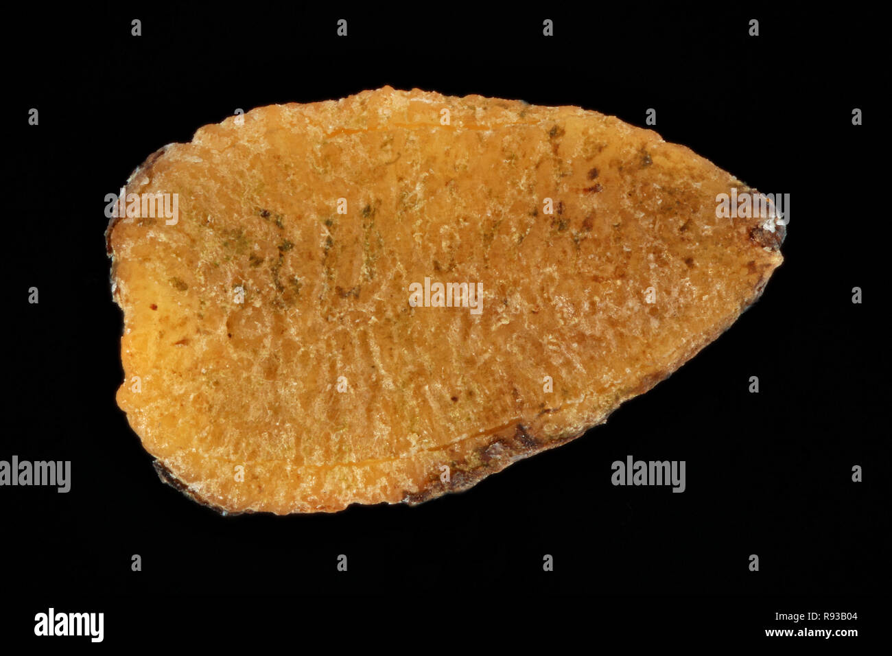 Sambucus nigra, Sambuco, Schwarzer Holunder, sementi, vicino, della dimensione del seme 3 mm Foto Stock