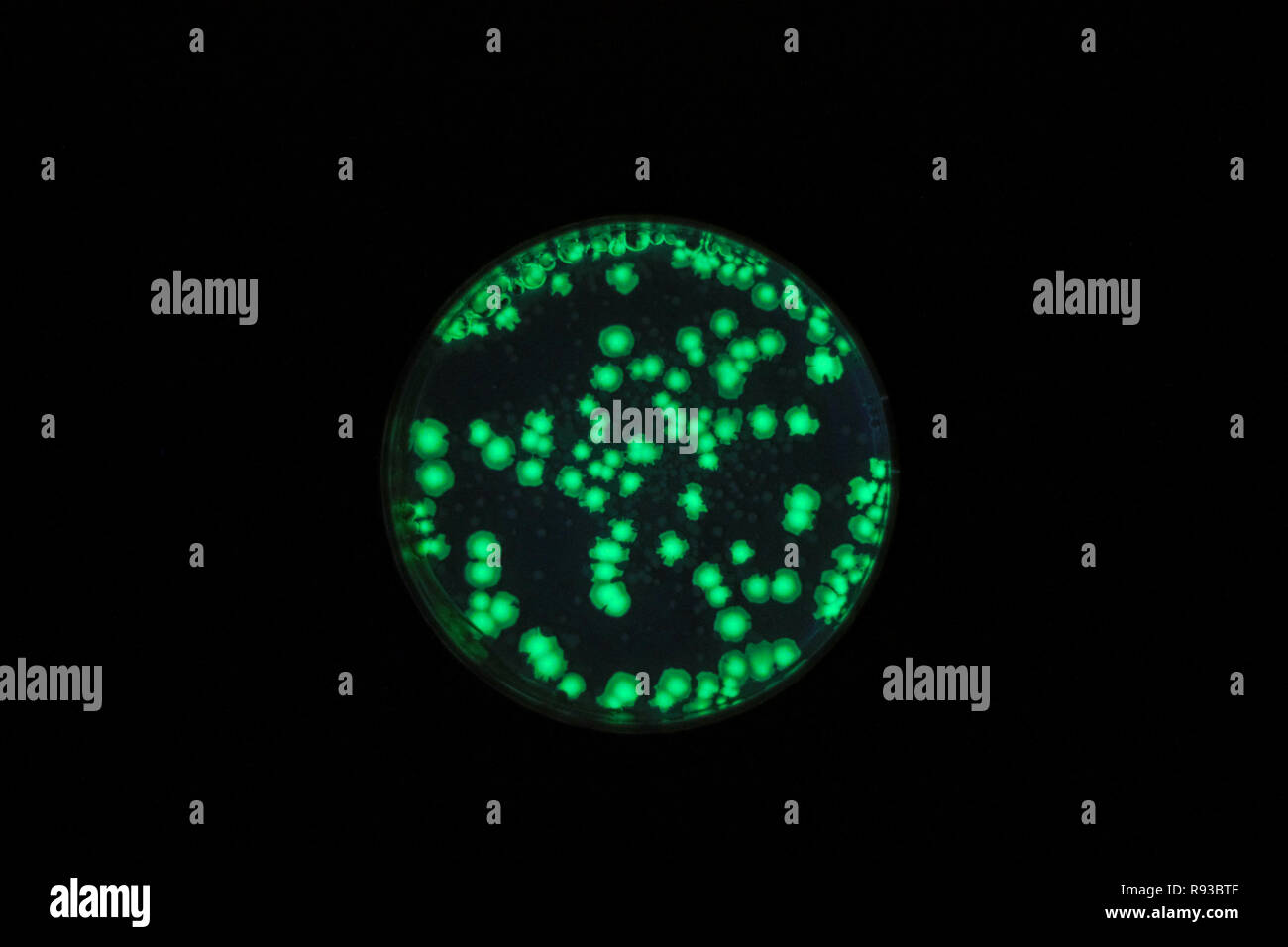 Batteri Escherichia coli sono state trasformate con un plasmide contenente il gene di GFP. Colonie in una capsula di petri sotto luce UV. Foto Stock