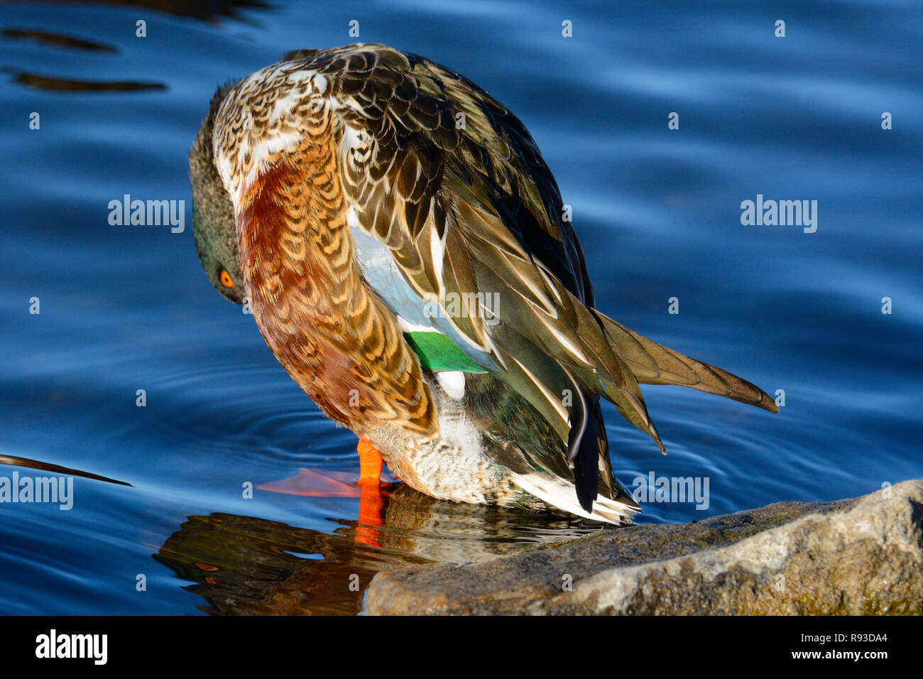 Northern mestolone o anatra Anas clypeata drake preening piume dal bordo del lago Foto Stock