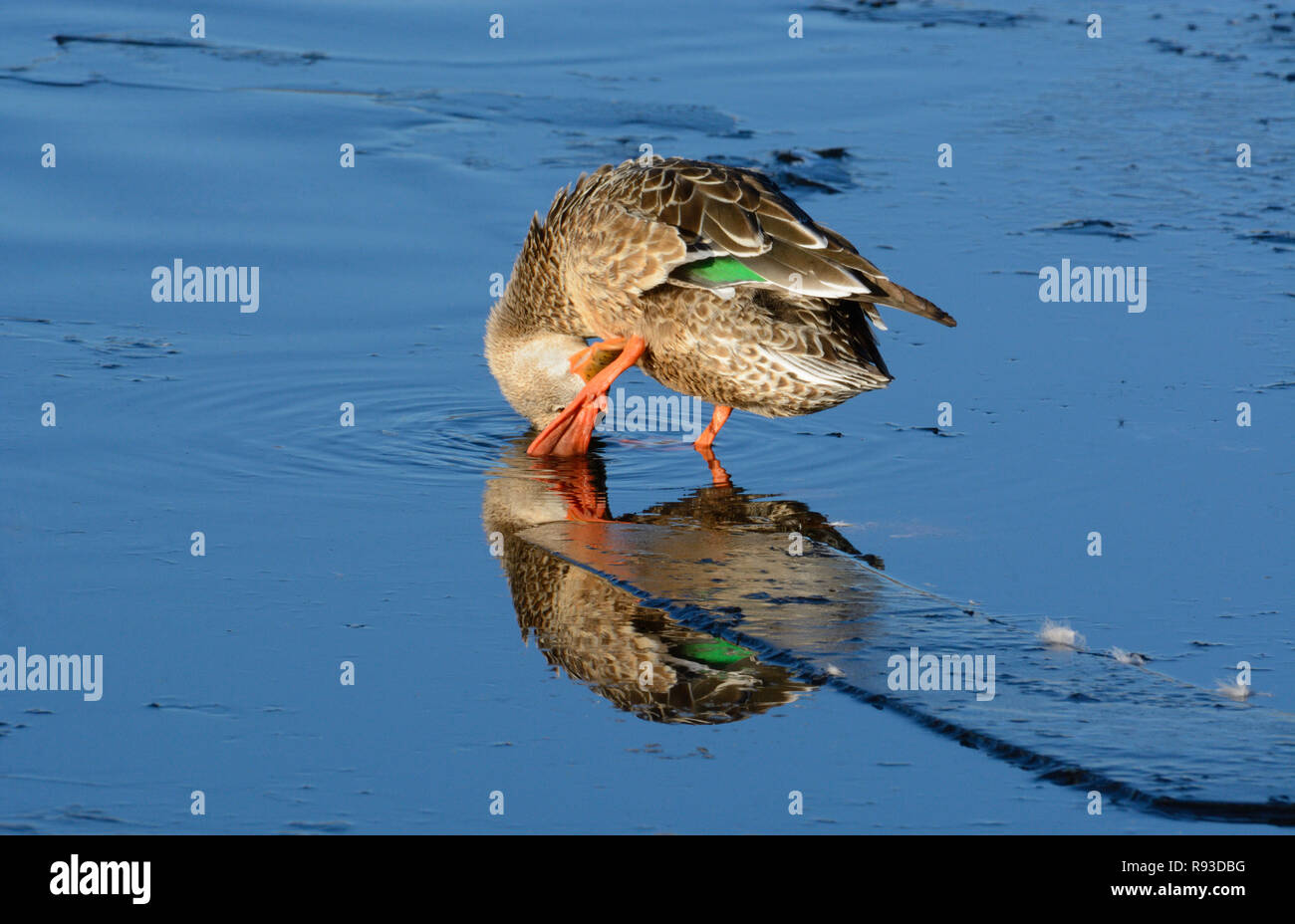 Northern mestolone o anatra Anas clypeata hen preening piume mentre in piedi sull'acqua ghiaccio coperto Foto Stock