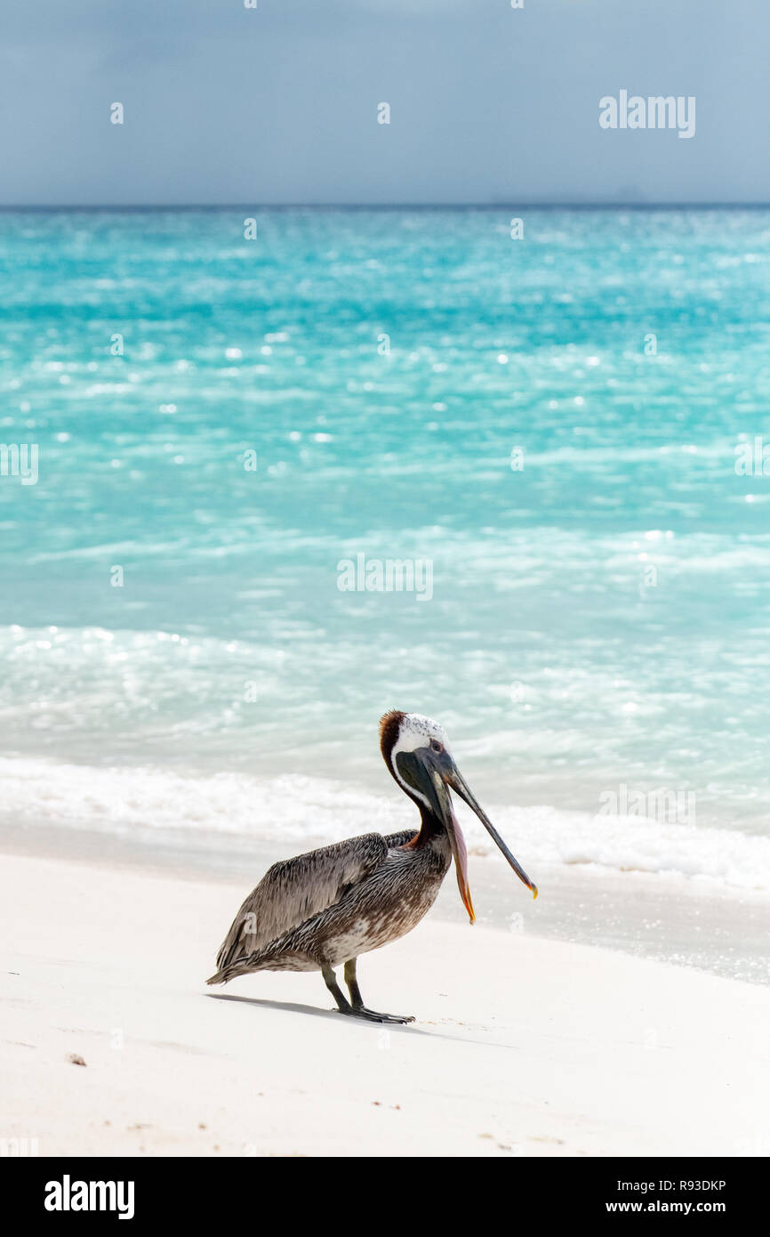 Pelican - brown pelican Pelecanus occidentalis / acqua Pelecanidae bird w/ grande becco - custodia di gola di Aruba / isola dei Caraibi - costiera di uccelli di mare Foto Stock