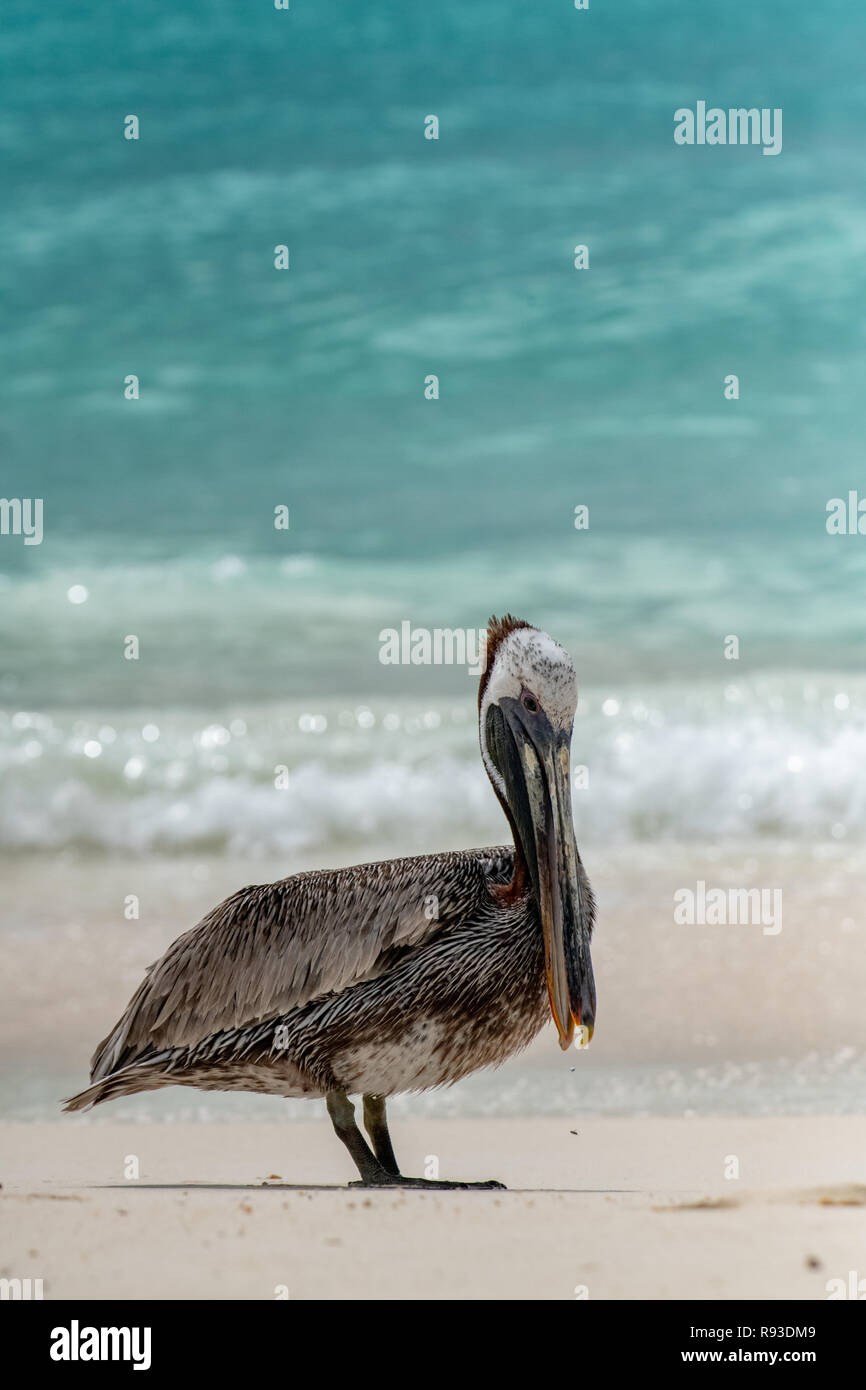 Pelican - brown pelican Pelecanus occidentalis / acqua Pelecanidae bird w/ grande becco - custodia di gola di Aruba / isola dei Caraibi - costiera di uccelli di mare Foto Stock