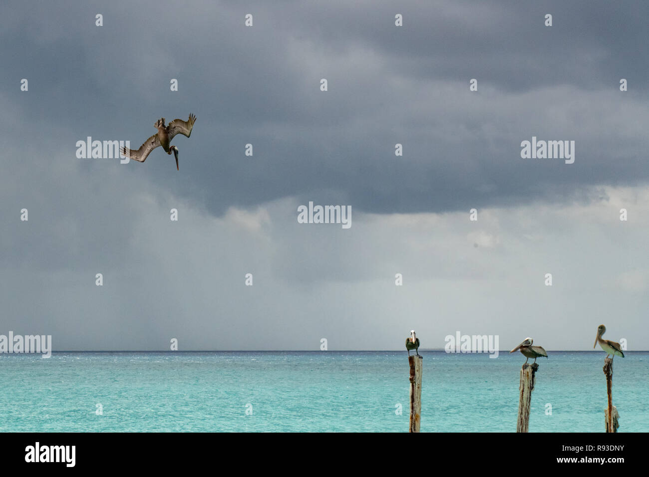 Pelican - brown pelican immersioni / pesca Pelecanus occidentalis / acqua Pelecanidae bird w/ grande becco in Aruba / isola dei Caraibi - costiera di uccelli di mare Foto Stock