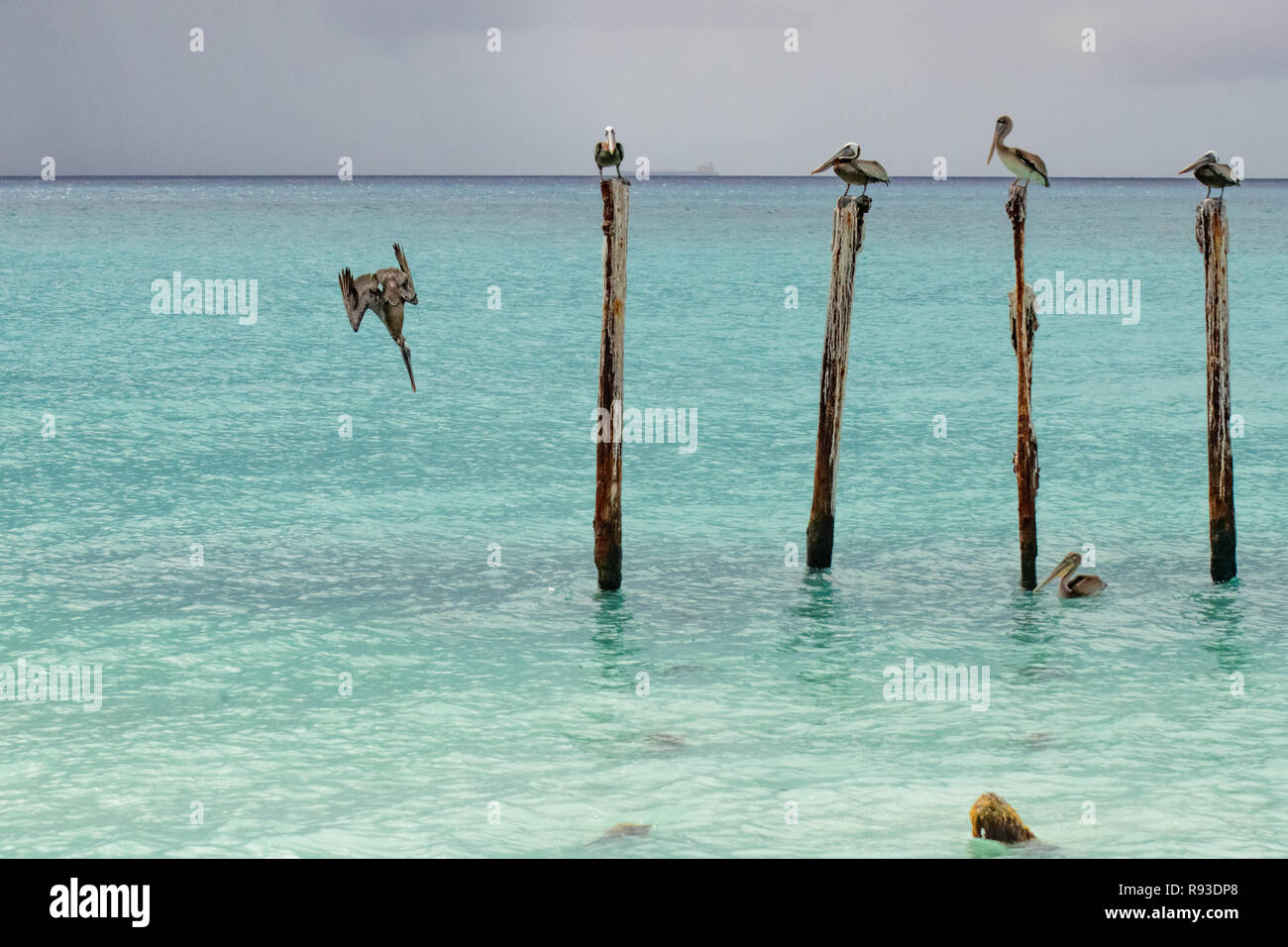 Pelican - brown pelican immersioni / pesca Pelecanus occidentalis / acqua Pelecanidae bird w/ grande becco in Aruba / isola dei Caraibi - costiera di uccelli di mare Foto Stock