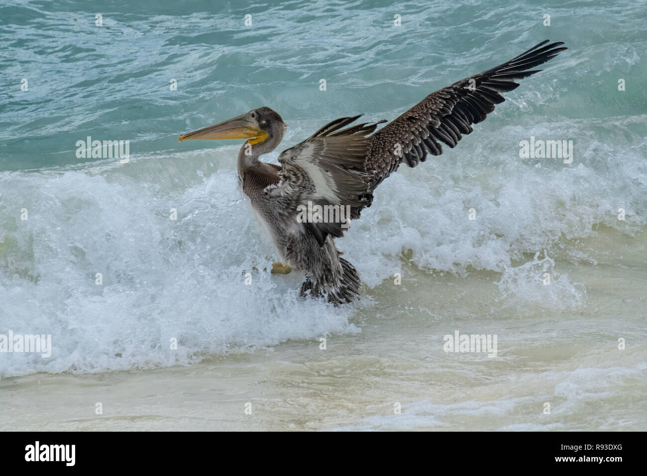 Pelican - brown pelican schizzi Pelecanus occidentalis / acqua Pelecanidae bird w/ grande becco in Aruba / isola dei Caraibi - costiera di uccelli di mare Foto Stock
