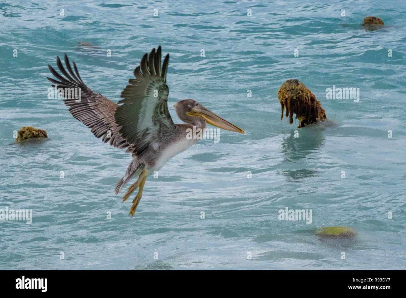 Pelican - brown pelican battenti Pelecanus occidentalis / acqua Pelecanidae bird w/ grande becco - Aruba / isola dei Caraibi - costiera di uccelli di mare Foto Stock