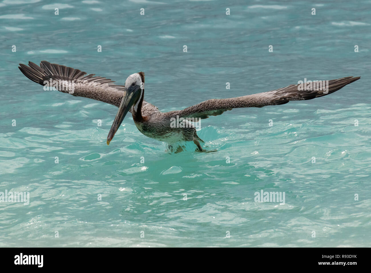 Pelican - brown pelican battenti Pelecanus occidentalis / acqua Pelecanidae bird w/ grande becco - Aruba / isola dei Caraibi - costiera di uccelli di mare Foto Stock