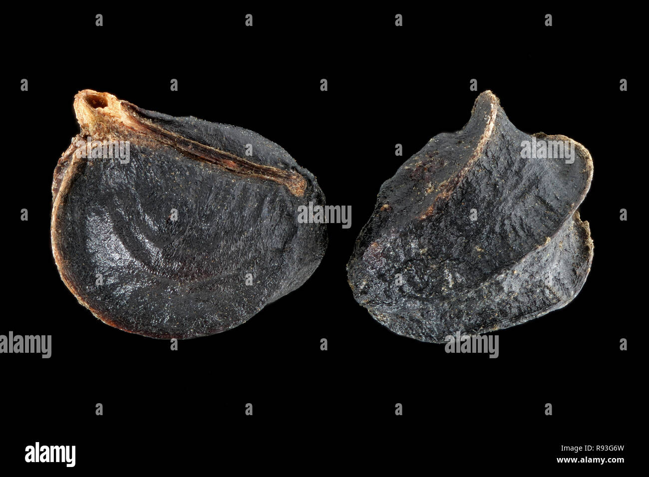 Smyrnium perfoliatum, Perfoliate alexanders, Stengelumfassende Gelbdolde, semi, vicino, la dimensione della granella 2-3 mm Foto Stock
