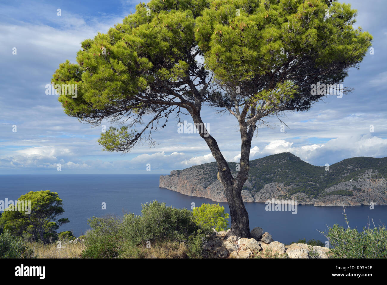 Camp de Mar, Mallorca Spagna Spain Foto Stock
