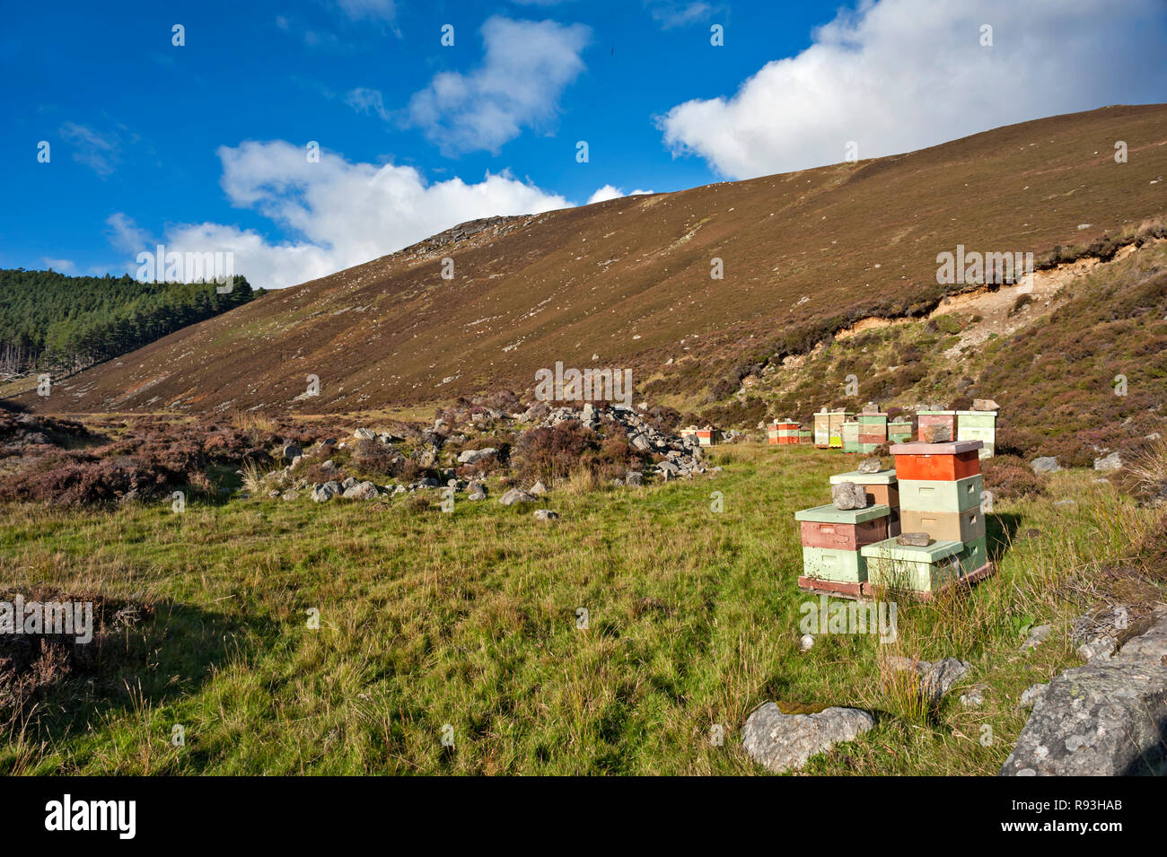 Alveari collocati vicino a Heather sulle colline di Glen Esk, Angus, Scozia con lo sfondo delle colline boscose e luminoso cielo blu. Foto Stock