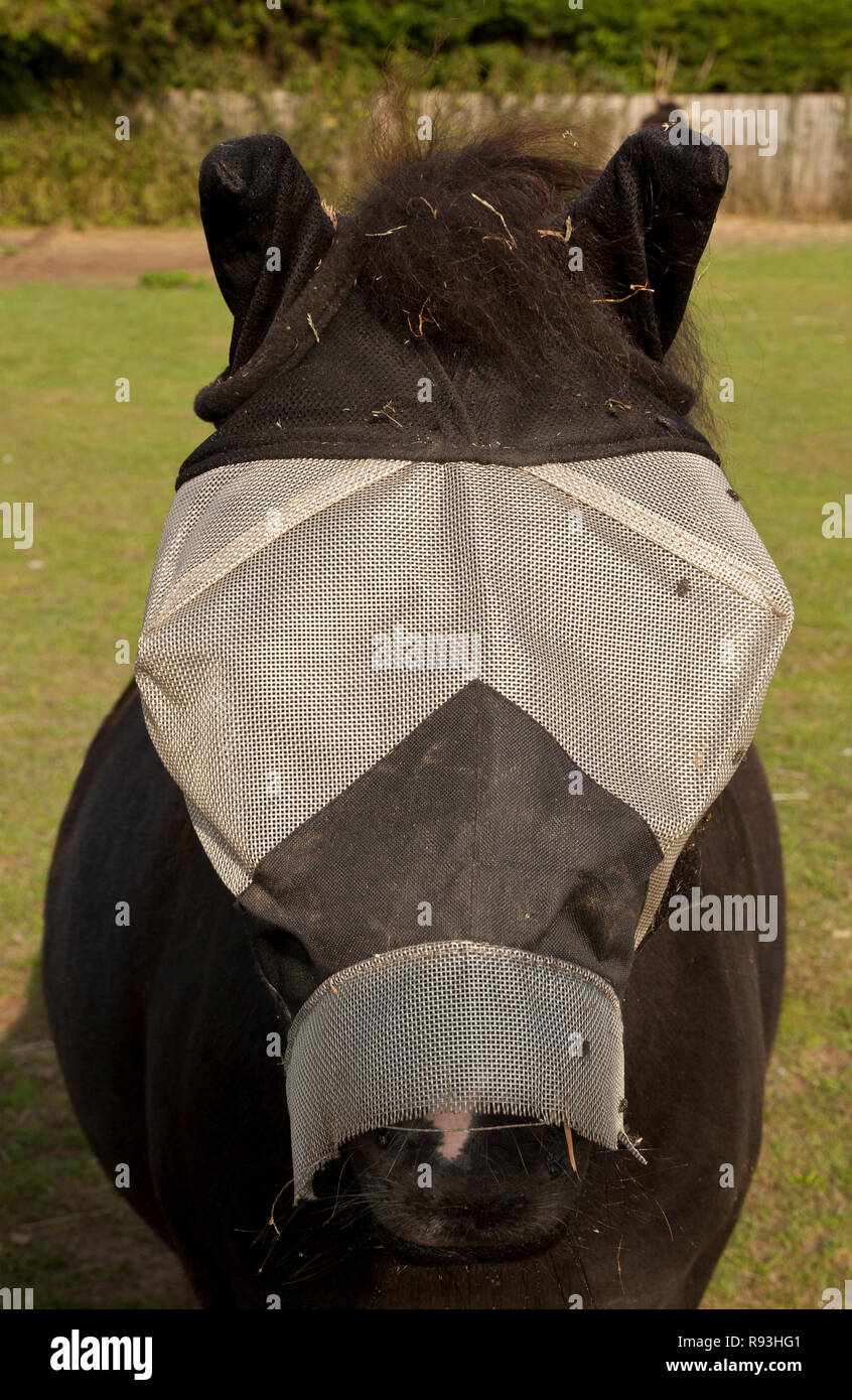 Un pony che indossa una maschera a Mosca per proteggere gli occhi e le orecchie da insetti Foto Stock