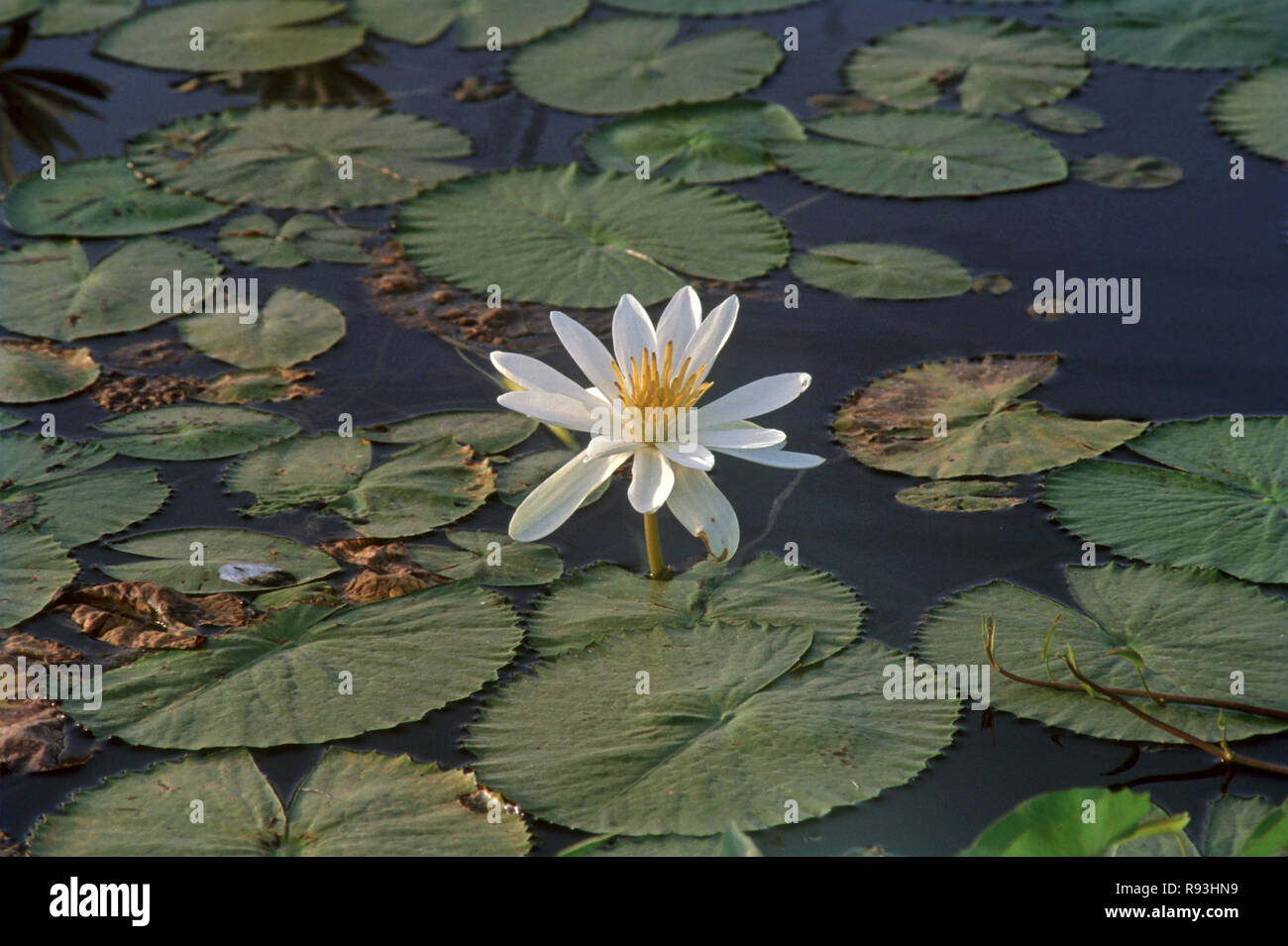 White Lotus Foto Stock