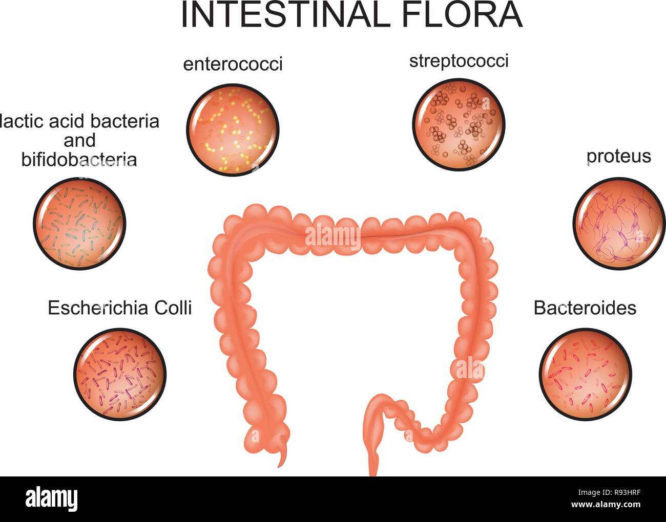 Illustrazione vettoriale dell'intestino crasso e la flora intestinale Illustrazione Vettoriale