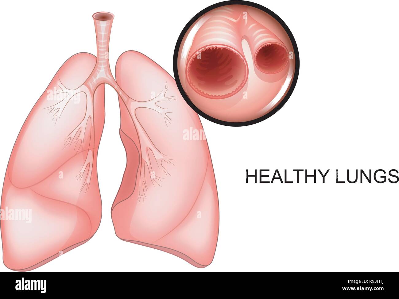 Illustrazione Vettoriale dei polmoni sani. bronco puro Illustrazione Vettoriale