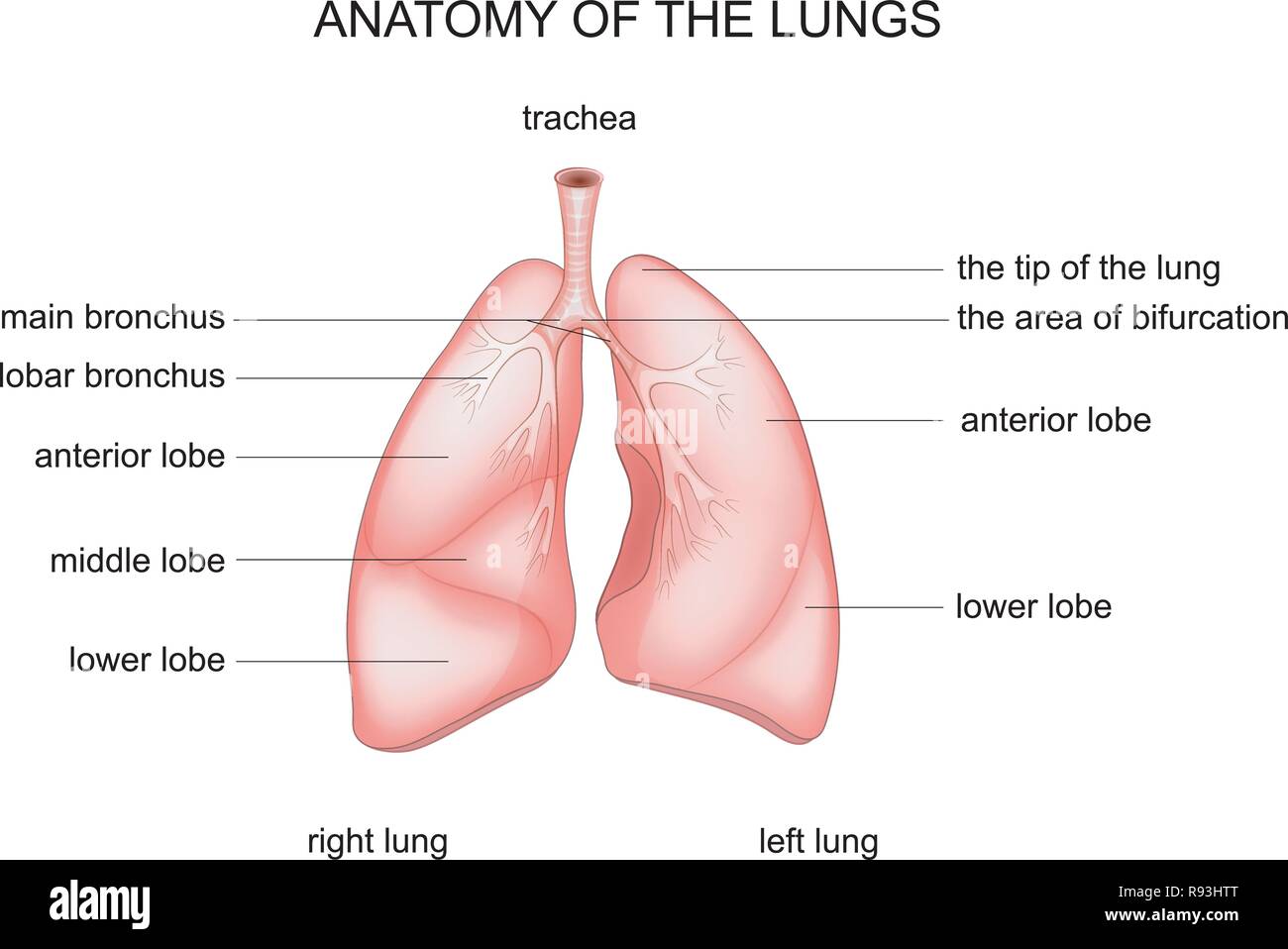 Illustrazione vettoriale della struttura anatomica dei polmoni Illustrazione Vettoriale