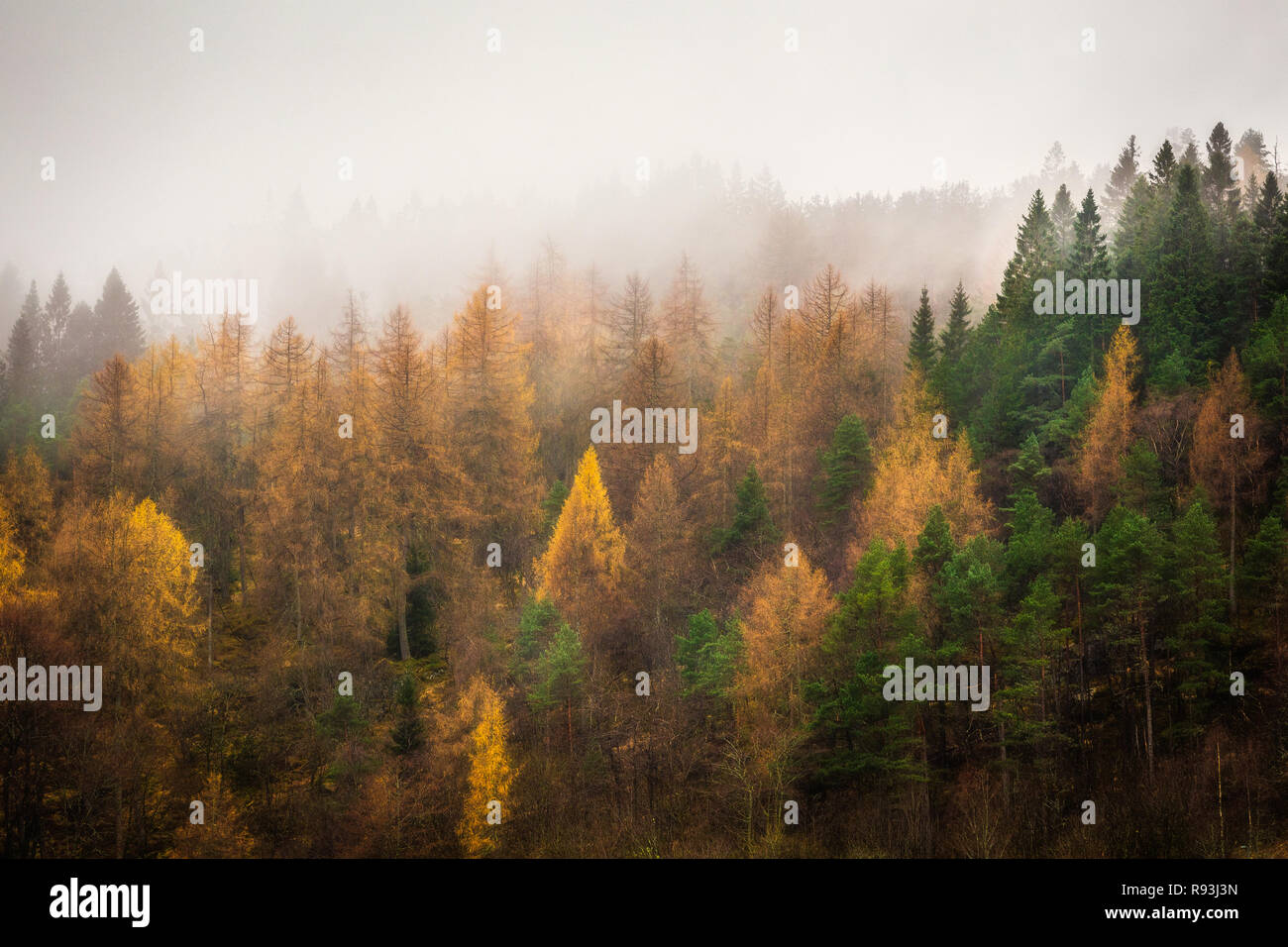 Arancio e giallo alberi che crescono su di un ripido pendio in autunno la nebbia Foto Stock
