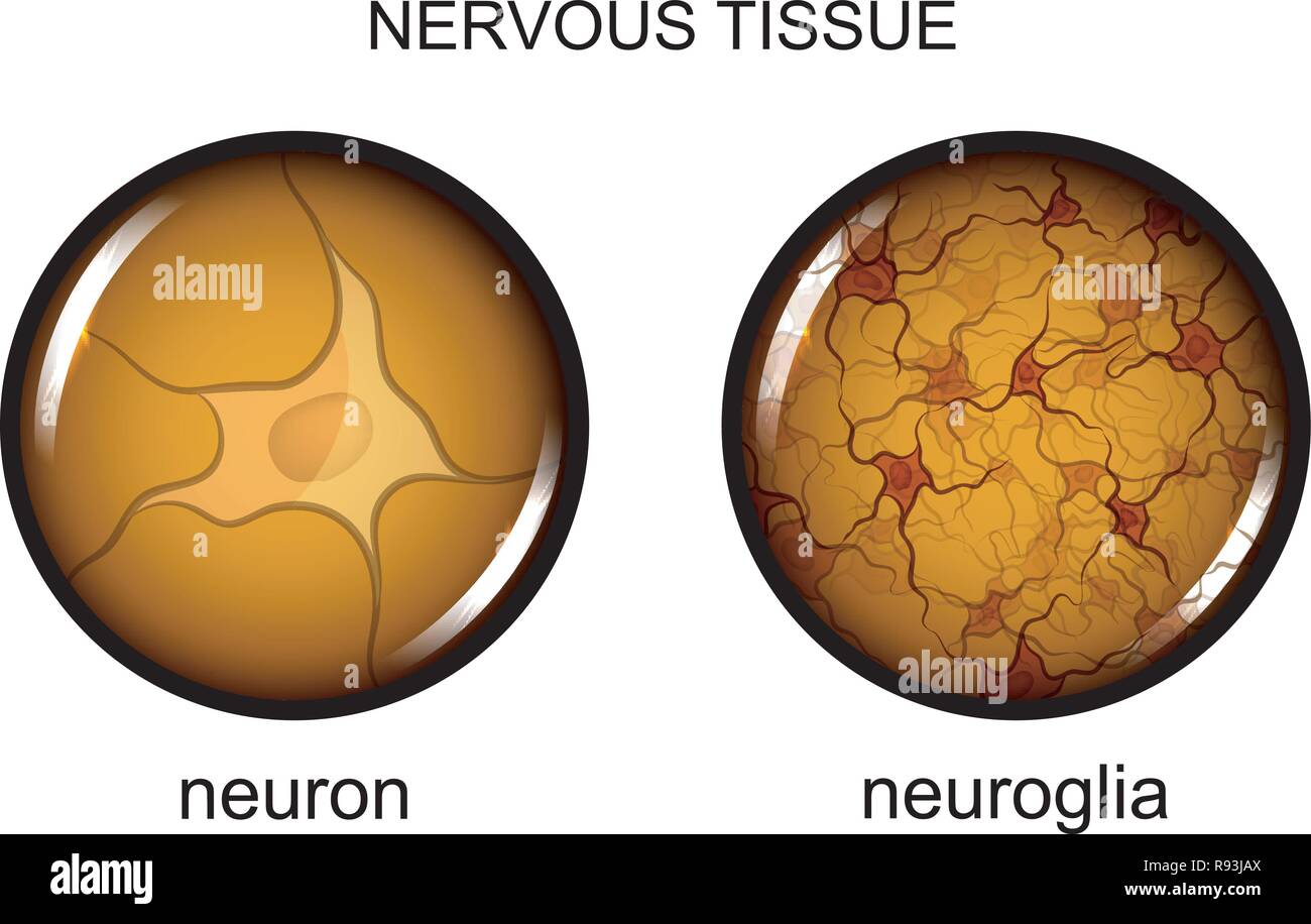 Illustrazione vettoriale del tessuto nervoso. neurone e neuroglia Illustrazione Vettoriale