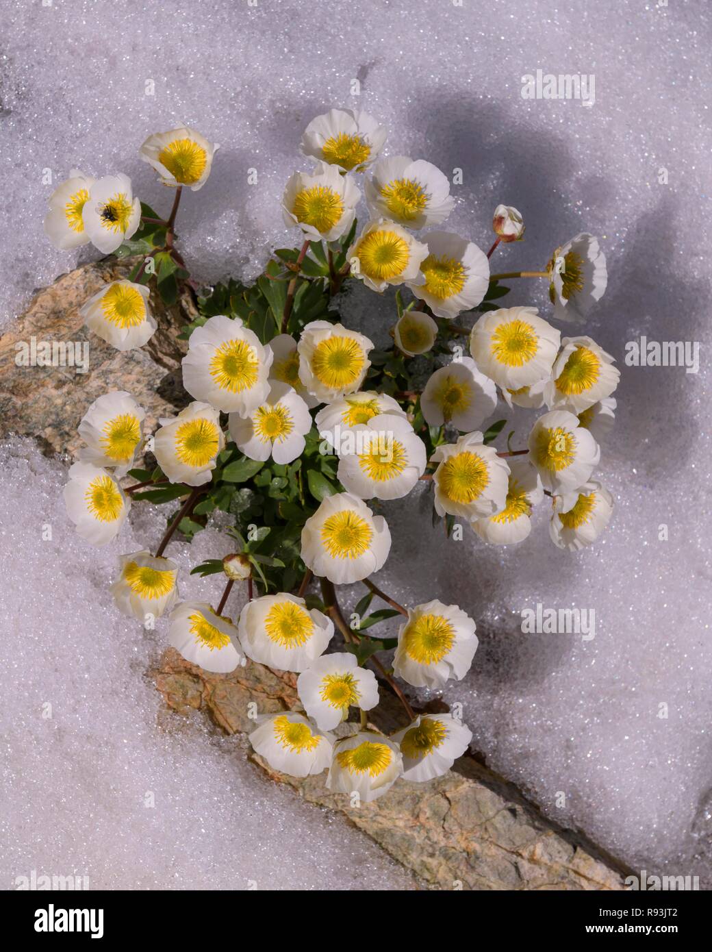 Ghiacciaio (crowfoot Ranunculus glacialis), fioritura nella neve, Diavolezza, Alpi Orientali, Engadina, Svizzera Foto Stock