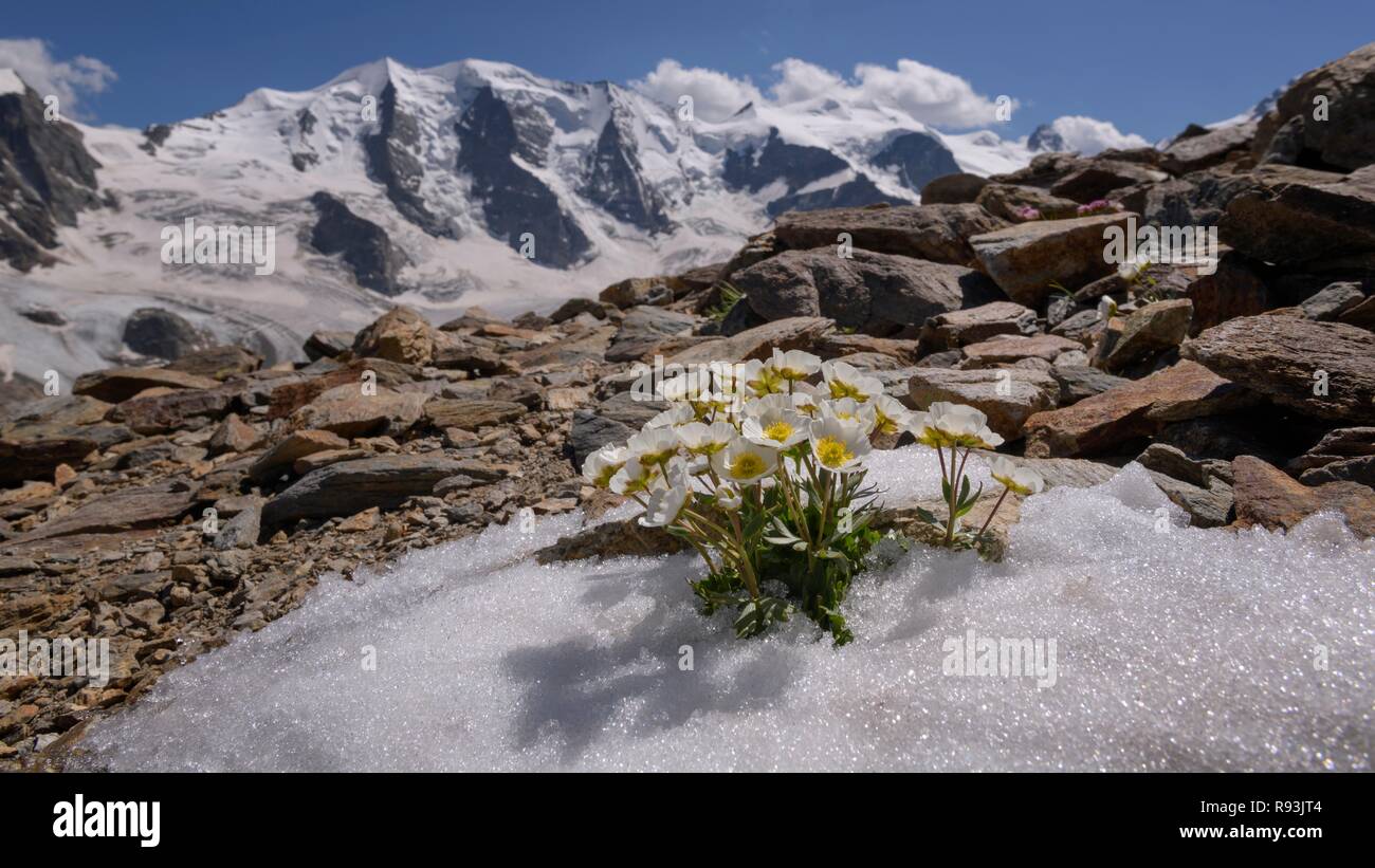 Ghiacciaio (crowfoot Ranunculus glacialis), che fiorisce in snowfield, torna il Piz Palü, Bellavista, Diavolezza, Alpi Orientali, Engadina Foto Stock