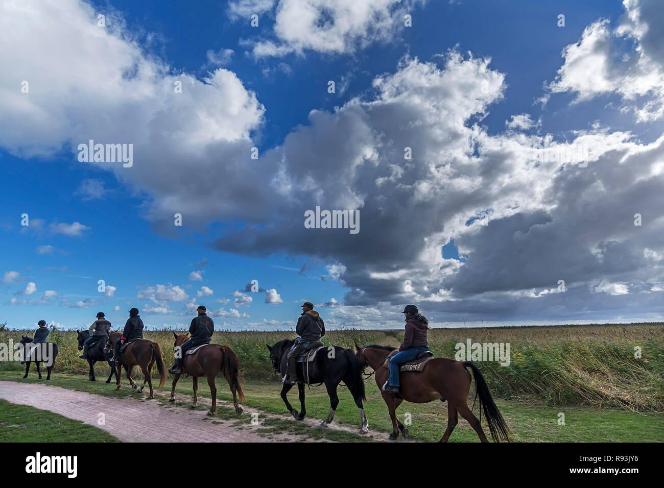 Gruppo con piloti su cavalli, gruppo di piloti sul Darß, cielo nuvoloso, Meclemburgo-Pomerania Occidentale, Germania Foto Stock